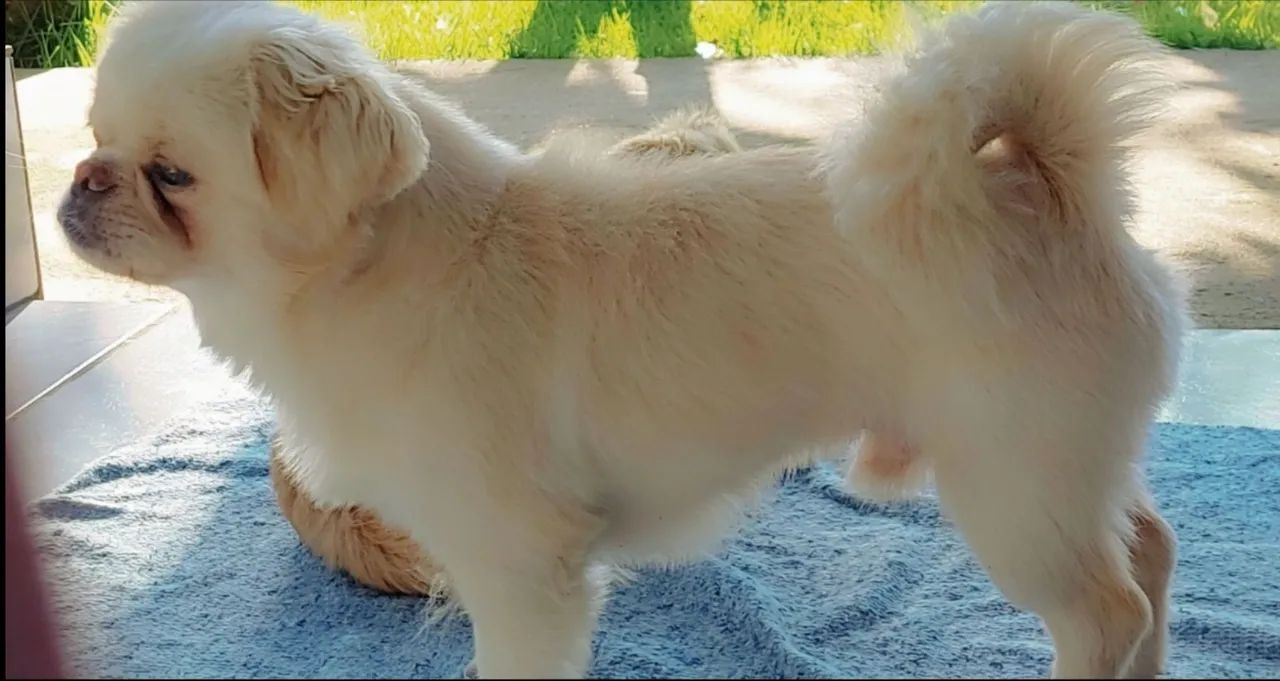 Macho /cruza - Foto 3