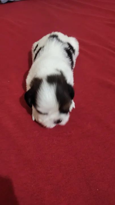 Filhote de Shih Tzu disponível!!! 