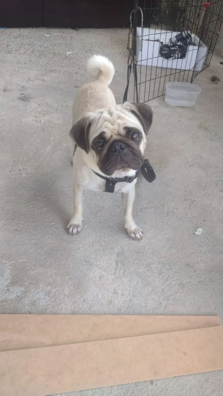 Pug femia venda 1 no e 6 meses