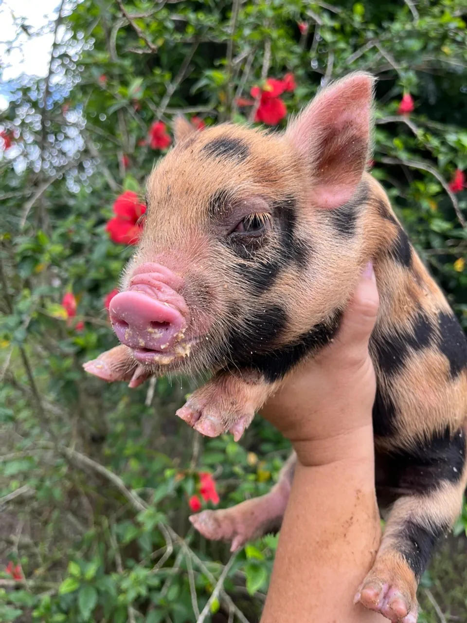 Mini Porcos, Mini Pig