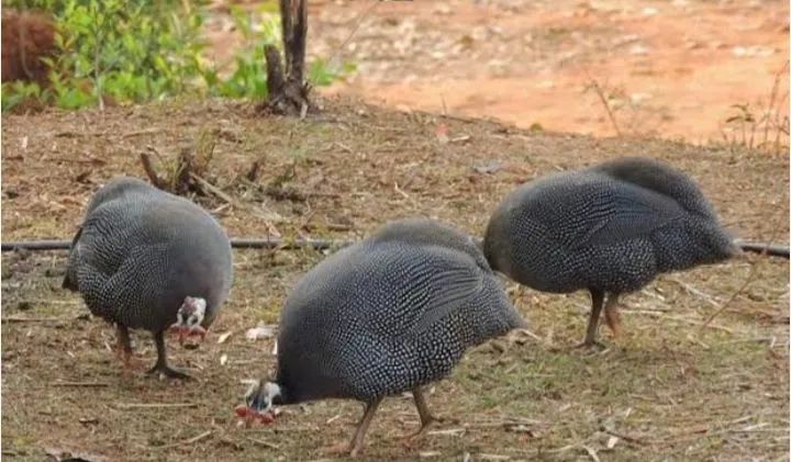SOMOS UM CASAL DE CASEIRO  - Foto 4