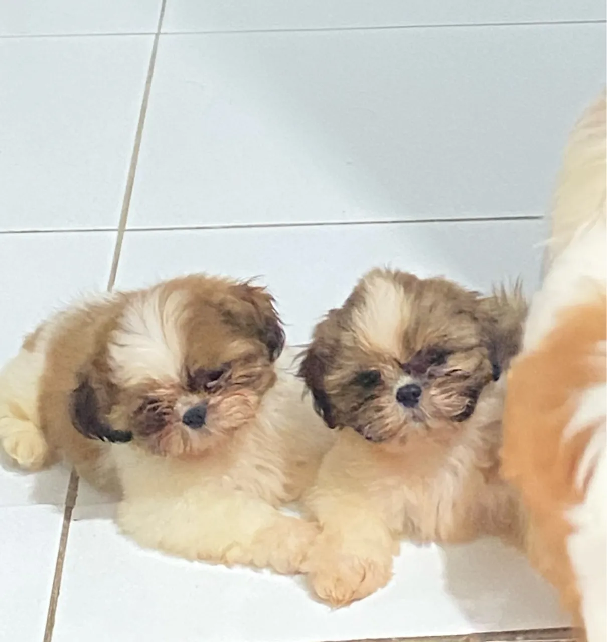 Filhote Shih Tzu fêmea