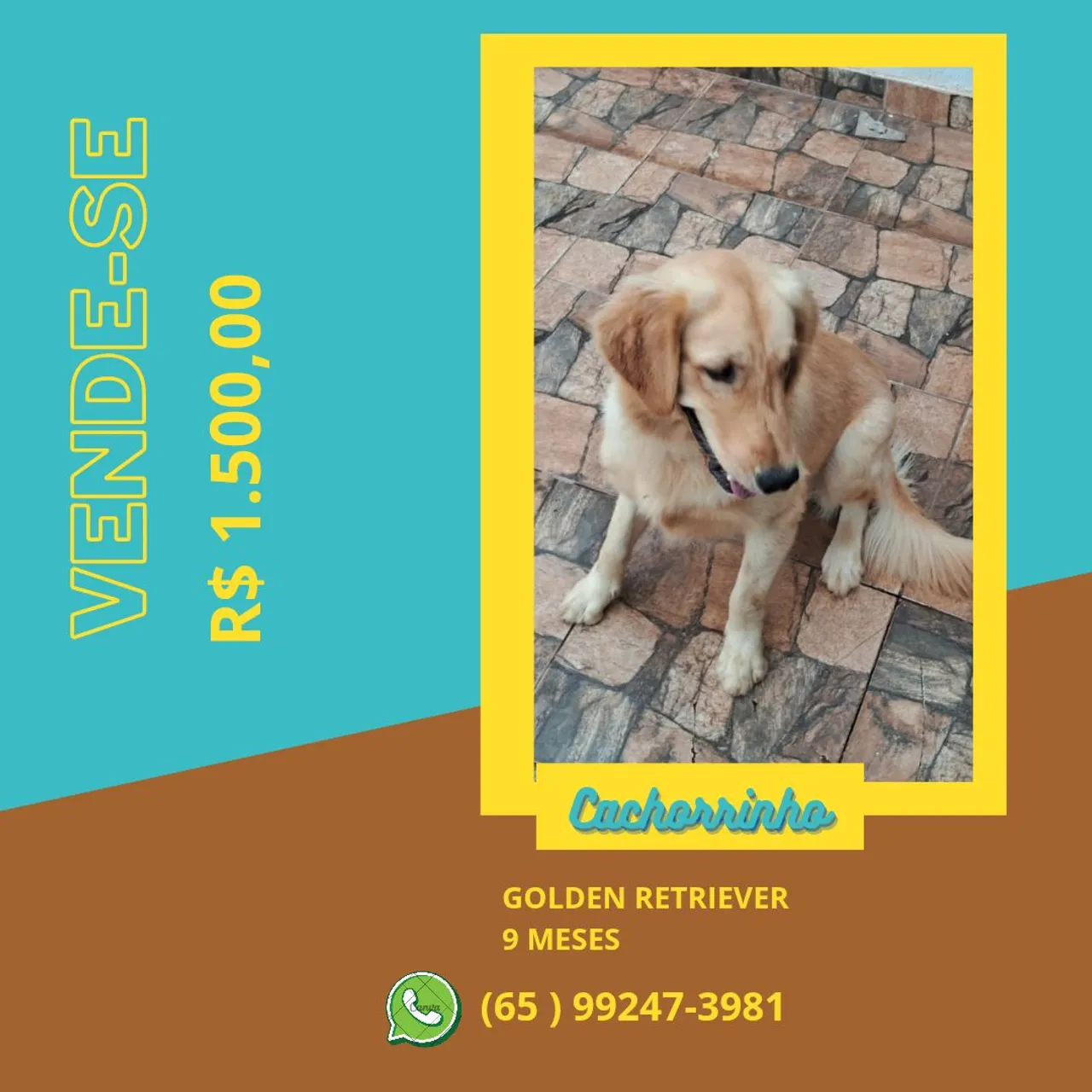 Golden Retriever - 9 meses
