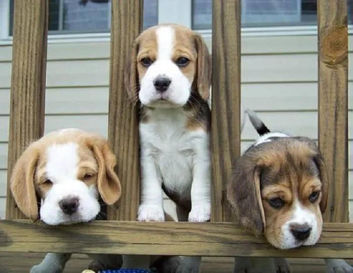 Beagle - exclusividade em cada latido