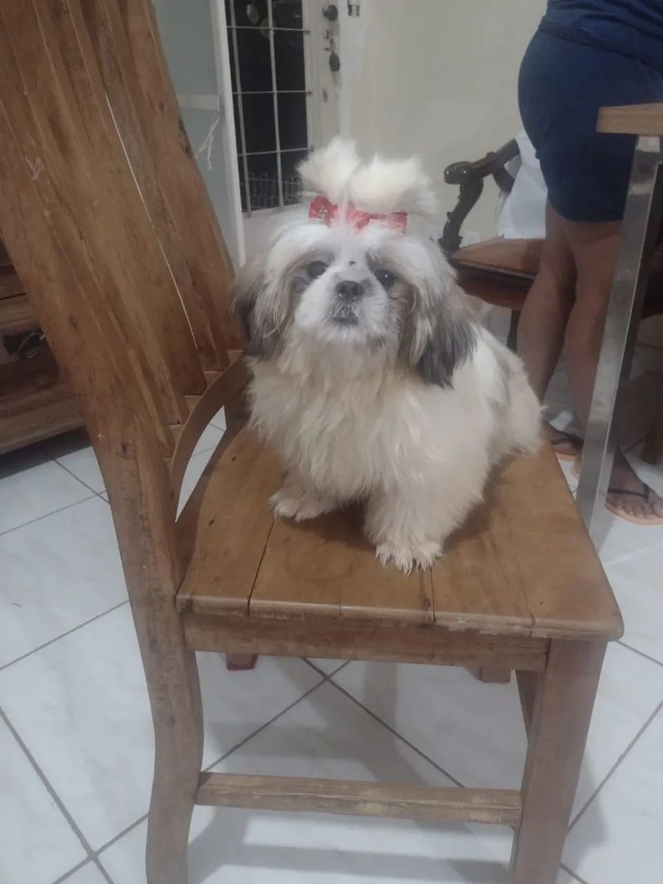 Shih Tzu Fêmea Adorável - Foto 2