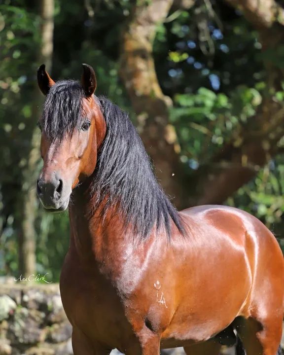 CAVALO MANGALARGA MARCHADOR