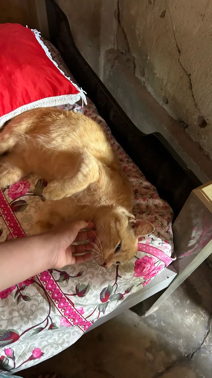 Doação responsável- gato carinhoso - Foto 2