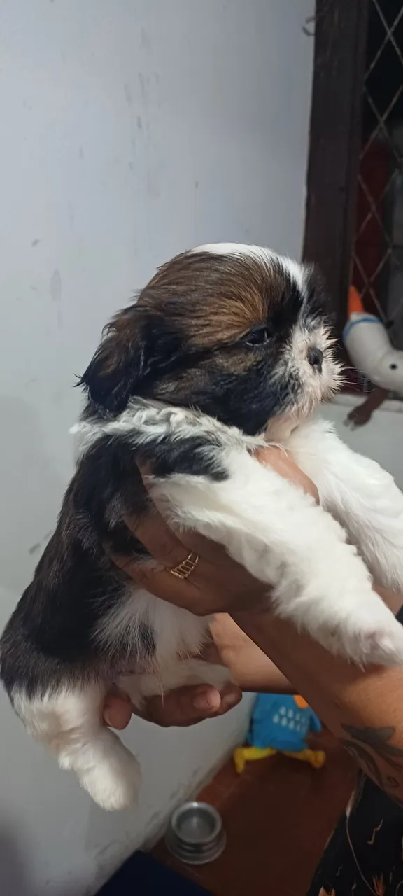Filhote Shih Tzu