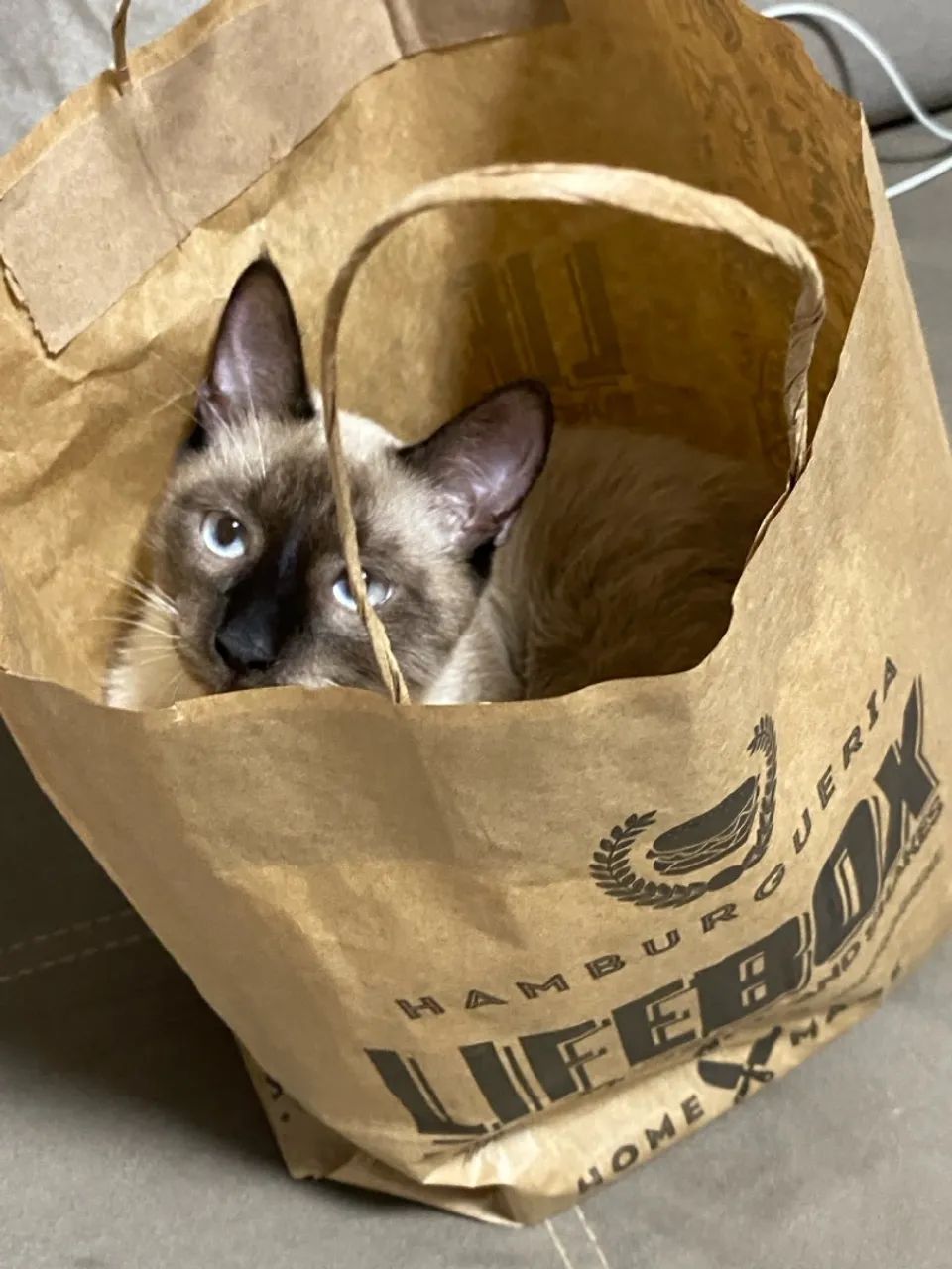 ADOÇAO RESPONSAVEL - Foto 4