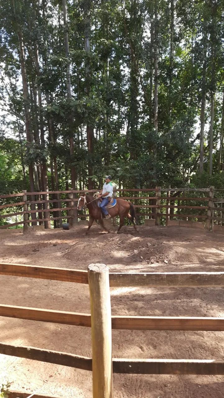 Cavalo Lusitano - Foto 2
