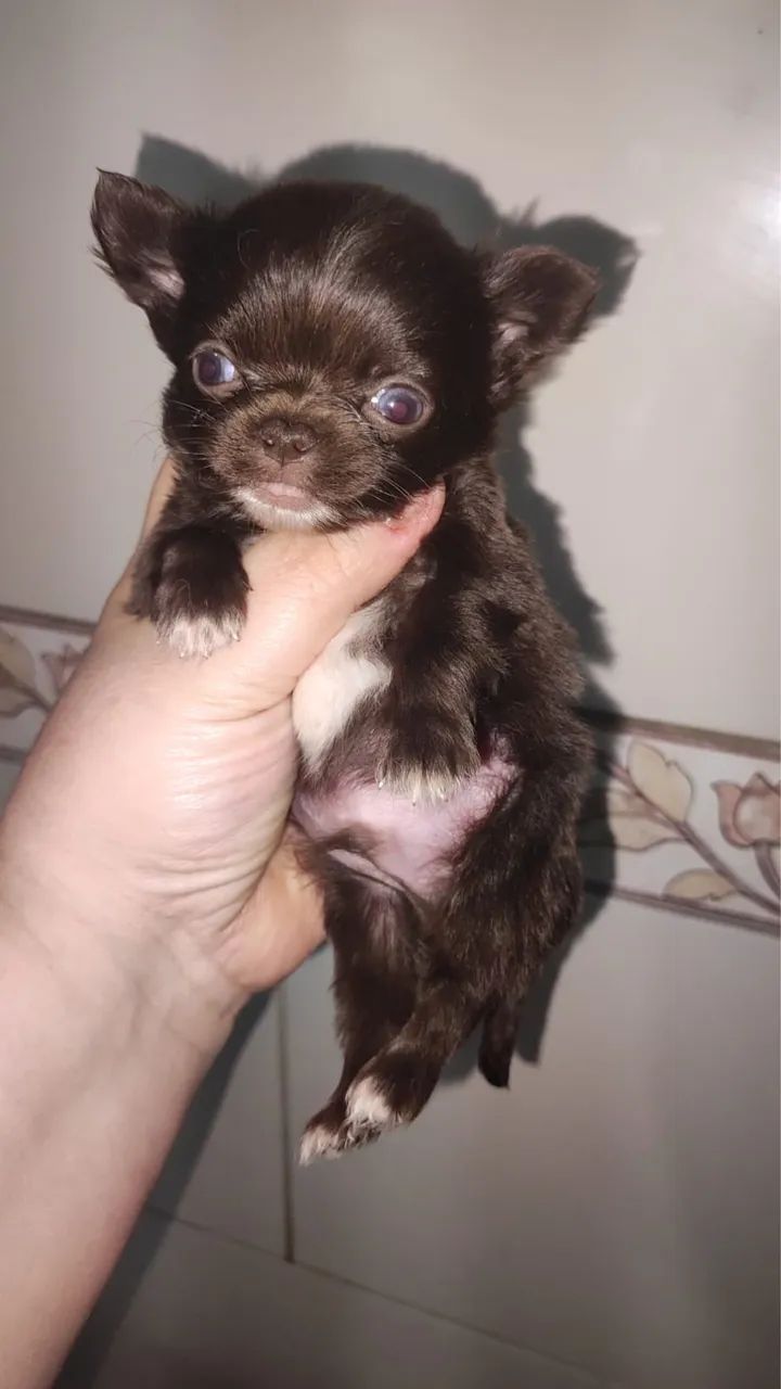 Chihuaua femea chocolate pelo longo com 56 dias ja vacinada 