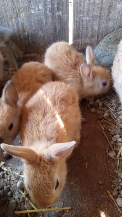 Mini coelhos a venda  - Foto 4