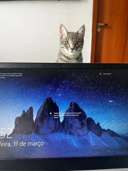 Gatinho cinza para adoção - Foto 5
