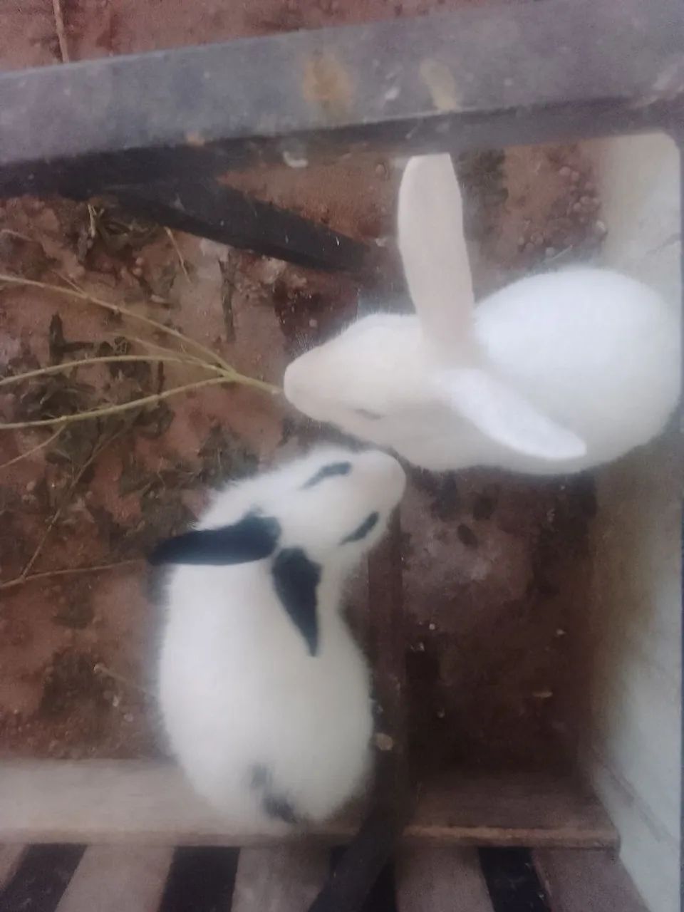 Vende-se Coelho  - Foto 2