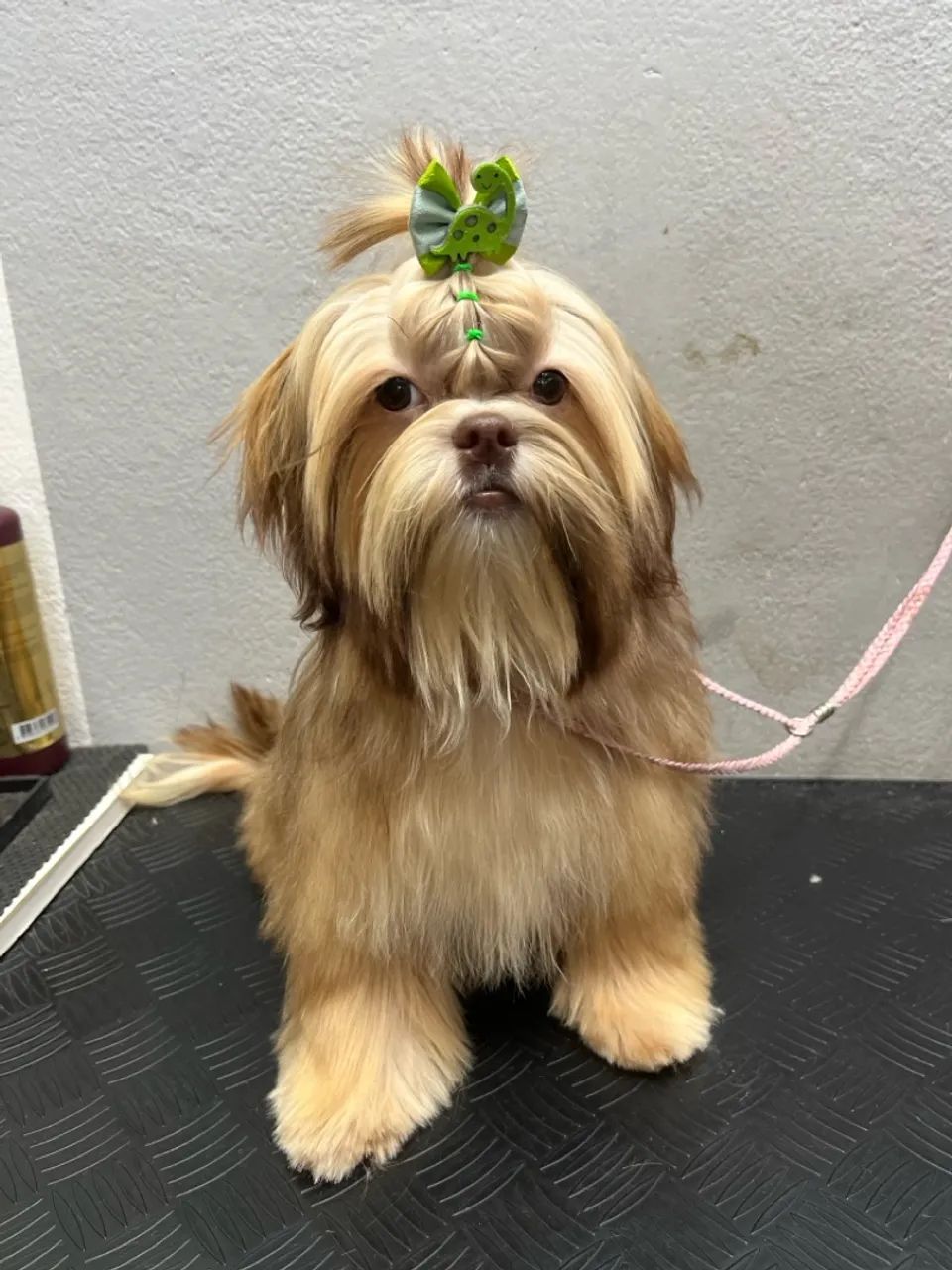 Shih Tzu Fofo 7 meses 