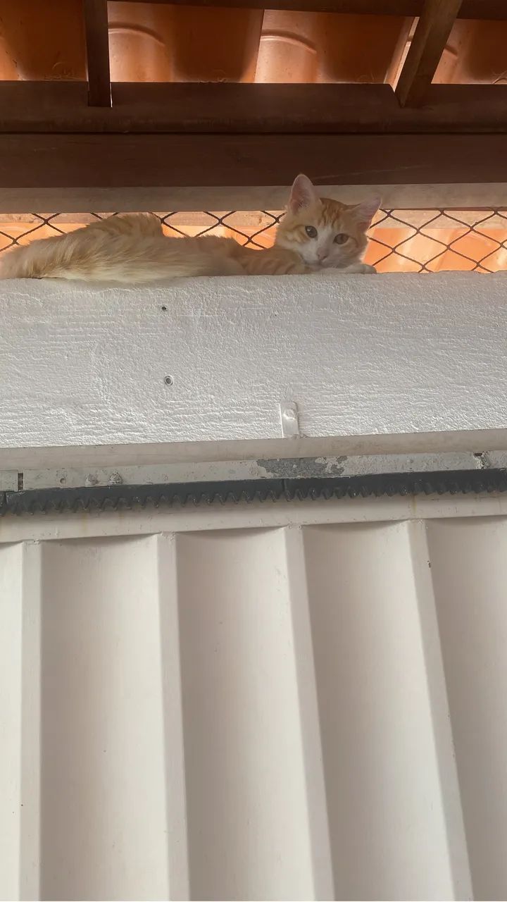 Gatinhos lindos pra adoção  - Foto 3