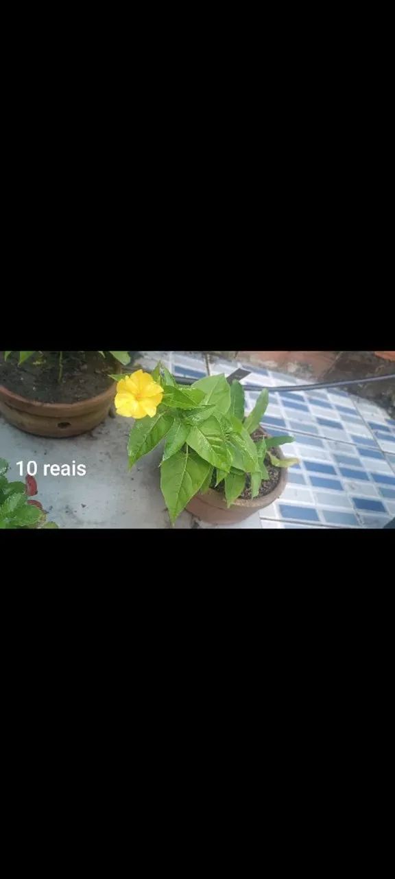 Planta 64315283738498121