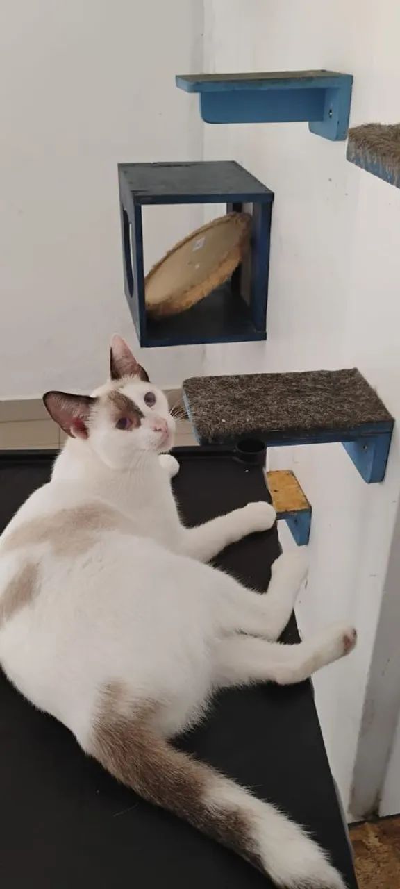 Adoção responsável.. linda gatinha 