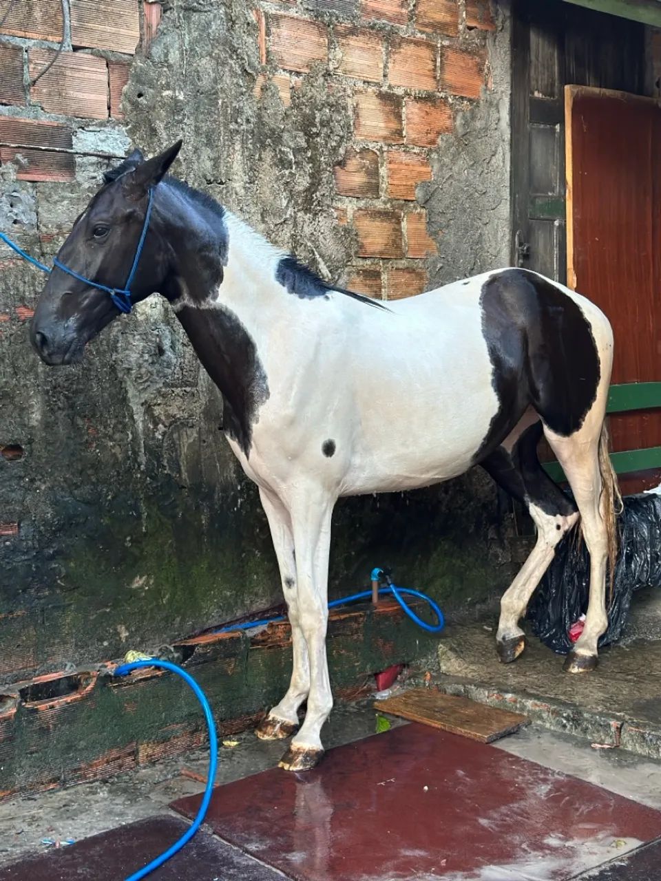 Égua pampa magolina 