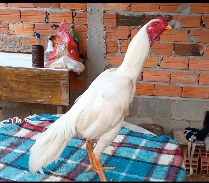 Galo e galinha Índio branco 
