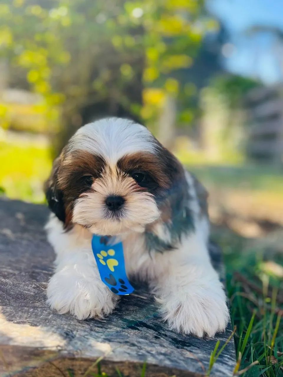 Tzu Havanese Dog Havanese And Lhasa Apso Mix Shih Tzu Dog Breed
