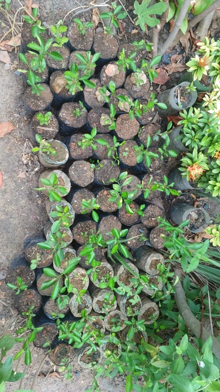 Mudas de plantas  - Foto 4