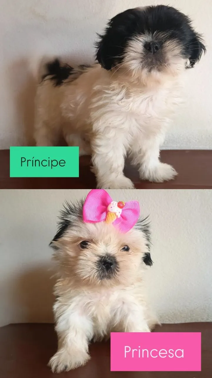 Filhotes Shih Tzu: Príncipe e Princesa