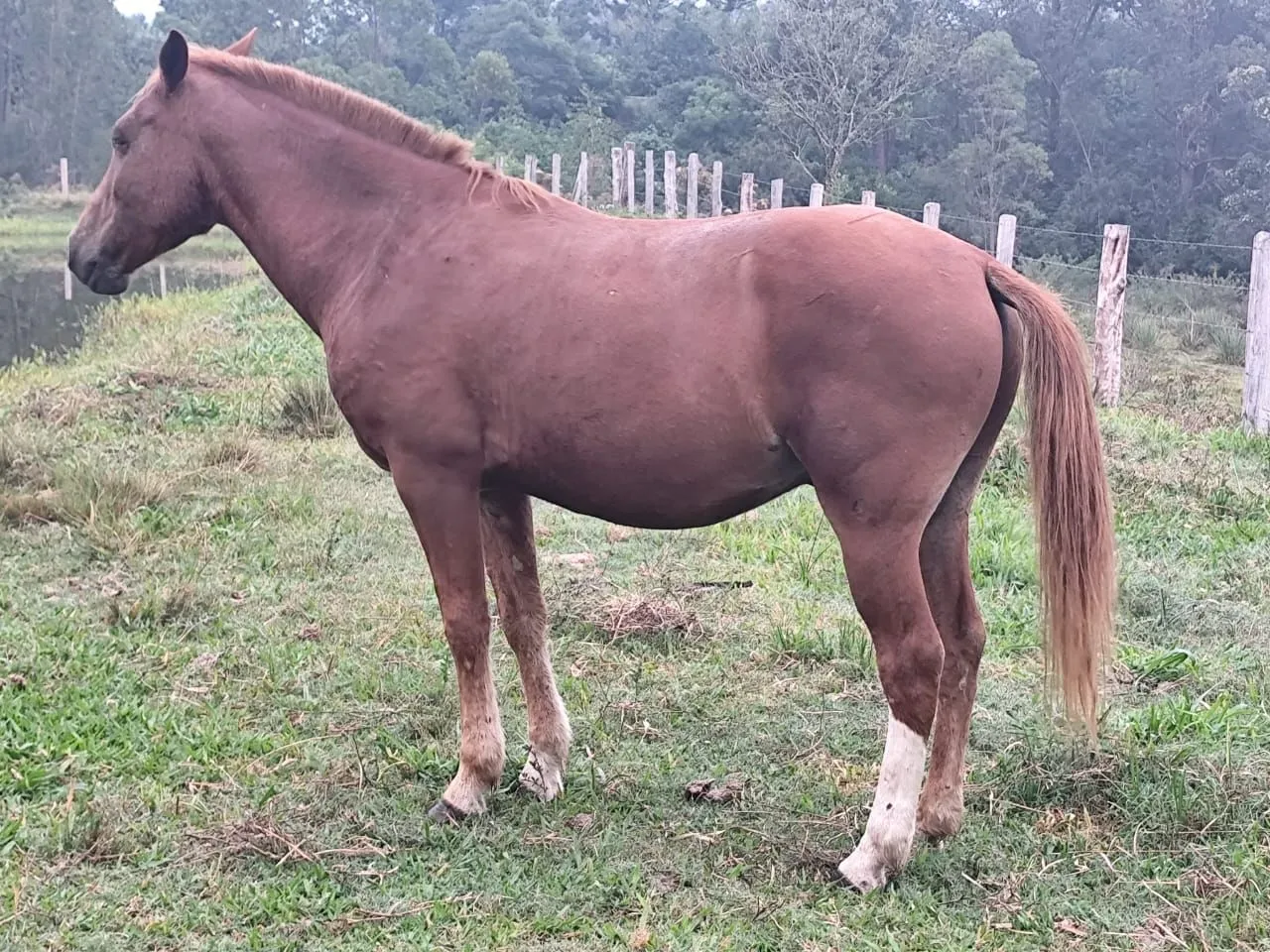 Cavalo para carroça e montaria.