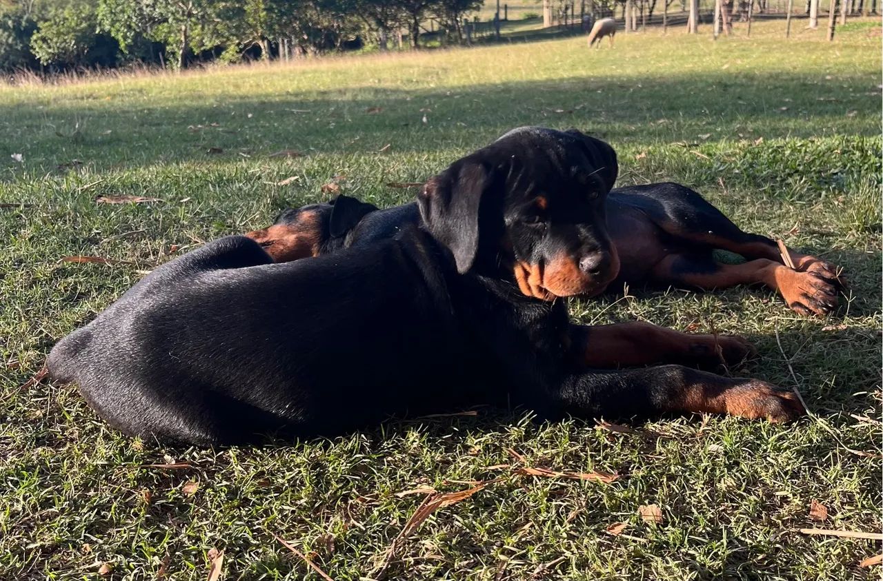 Filhotes de Rottweiler - Foto 4