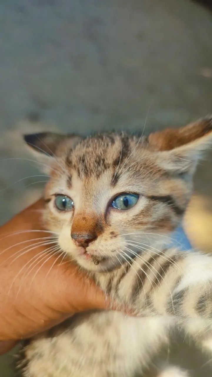 Gatinho adorável para adoção