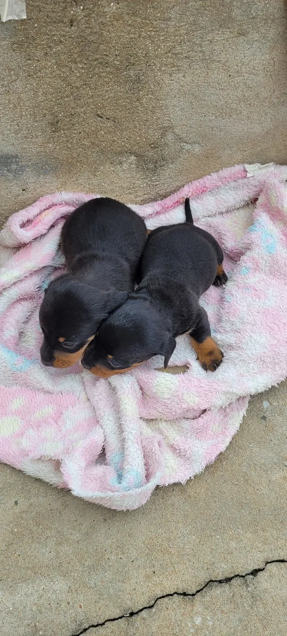 Filhotes de basset macho
