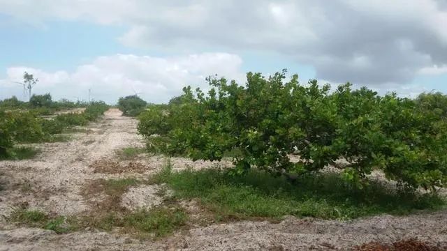 Granja com Casa Sede, Poço, 7.5 Hectares, plantação de graviola - Foto 3