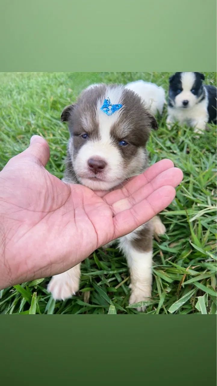 Filhotes de Husky Siberiano pelagem Wooly - Foto 3