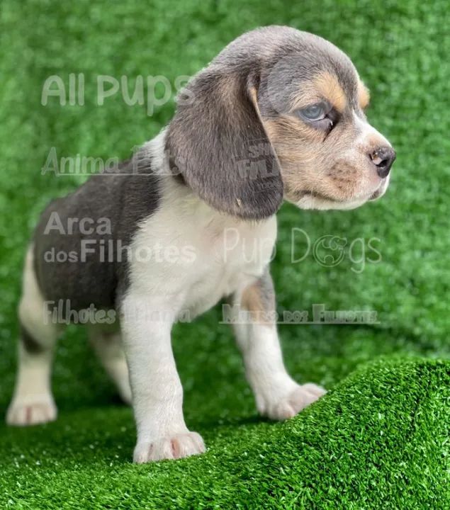 Beagle o filhote reservado e selecionado - garanta hoje  