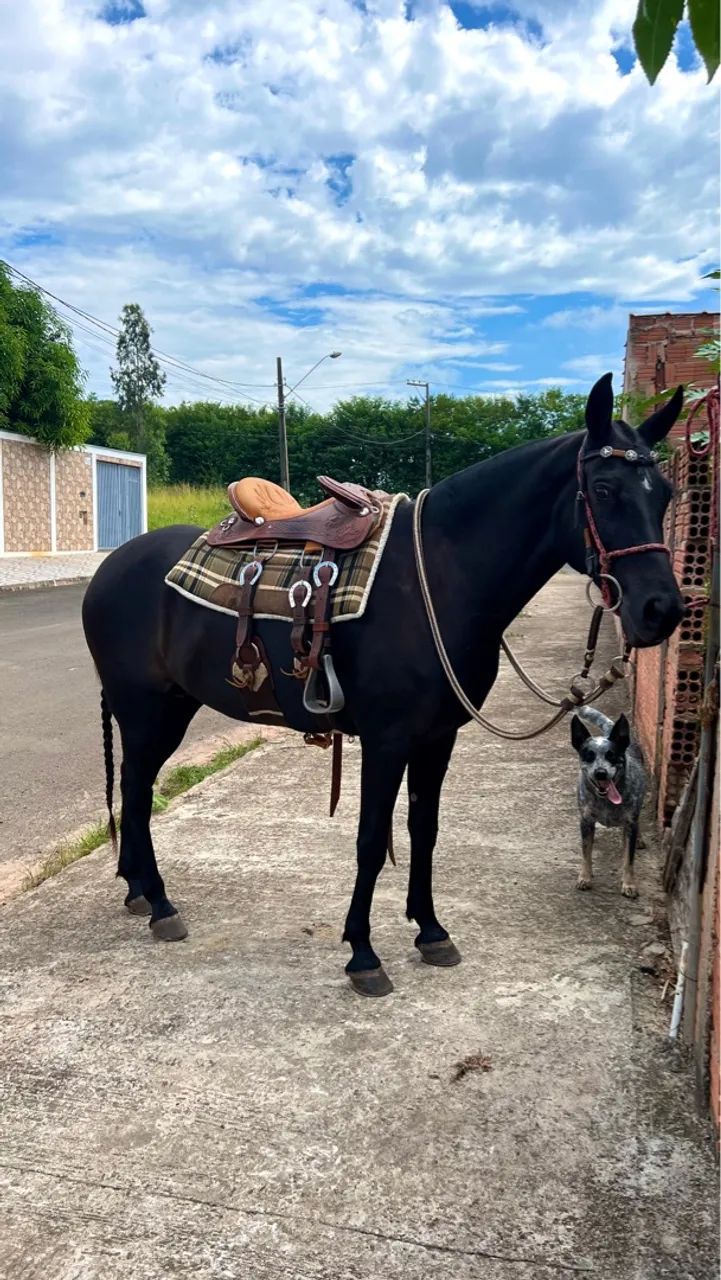 Égua mangalarga  - Foto 2