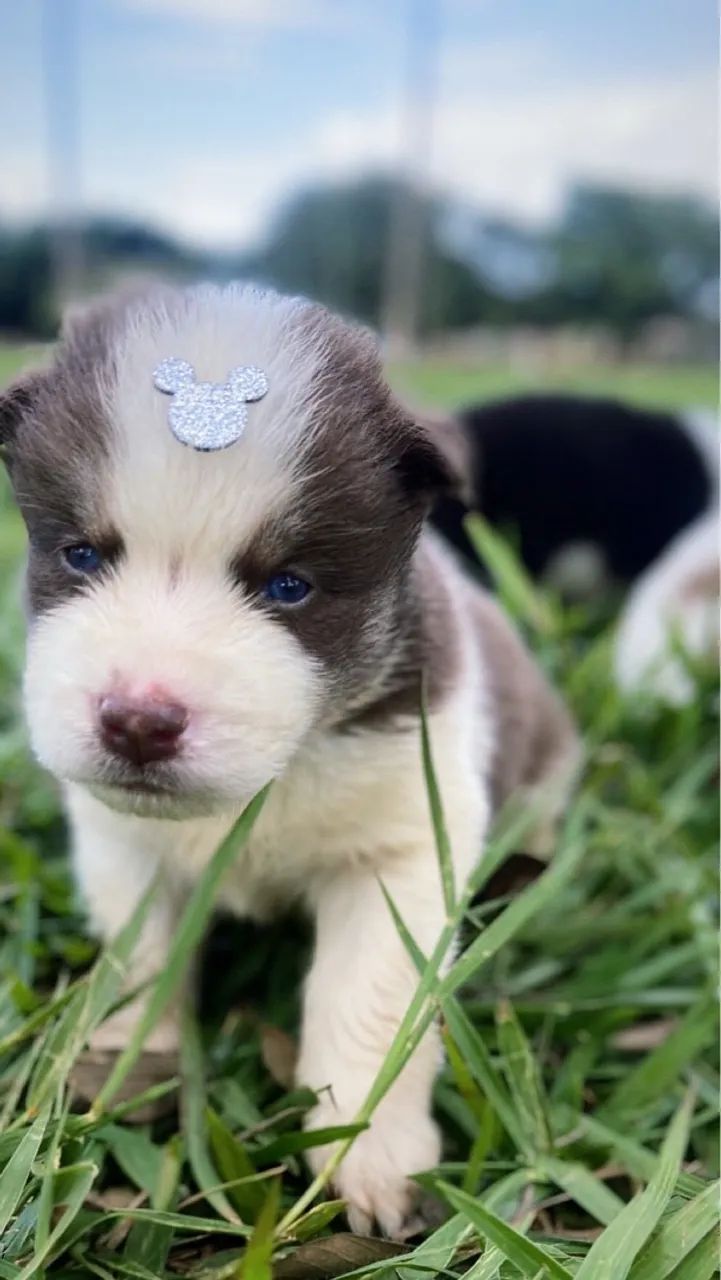 Filhotes de Husky Siberiano pelagem Wooly - Foto 5