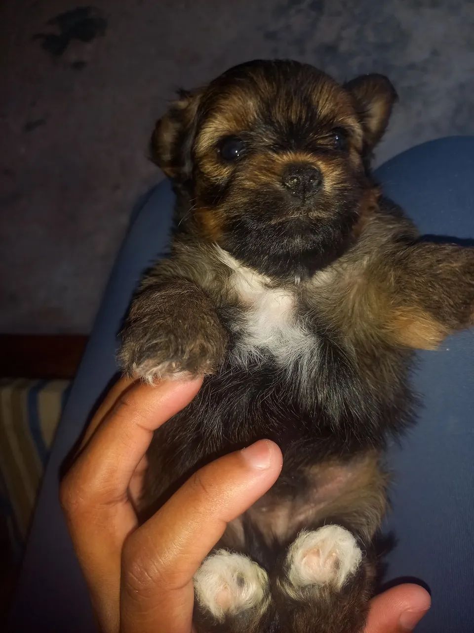 Filhote de Yorkshire 