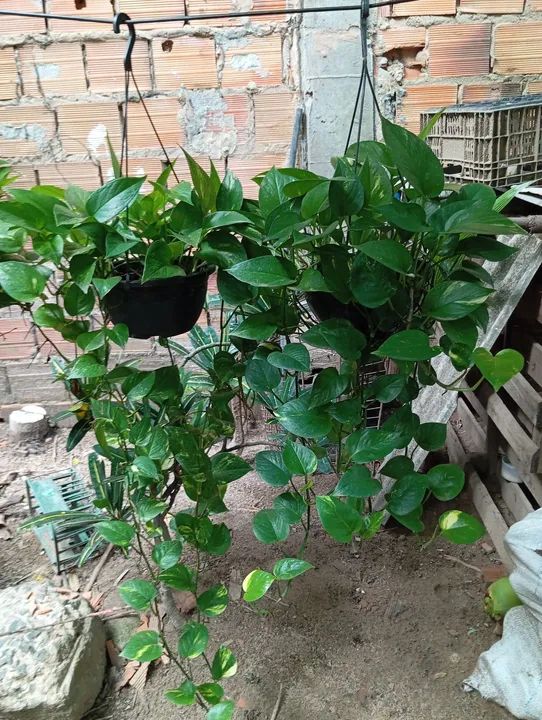 Mudas de Pothos