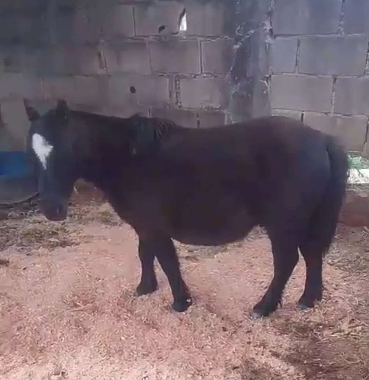 Pônei Mini horse muito pequeno mesmo e muito dócil