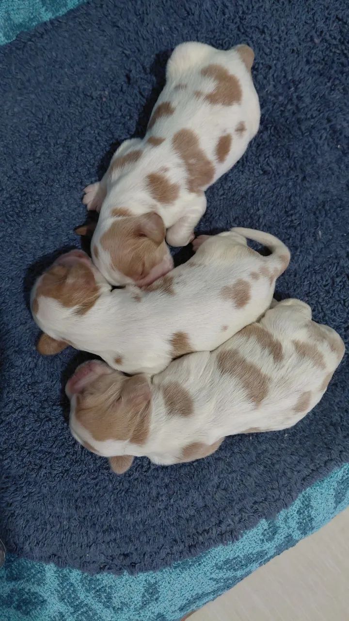 Filhotes de cocker spaniel inglês  - Foto 4