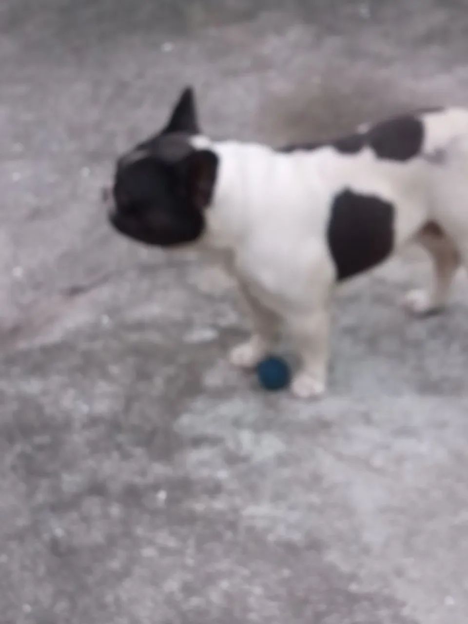Bulldog frances - Foto 2