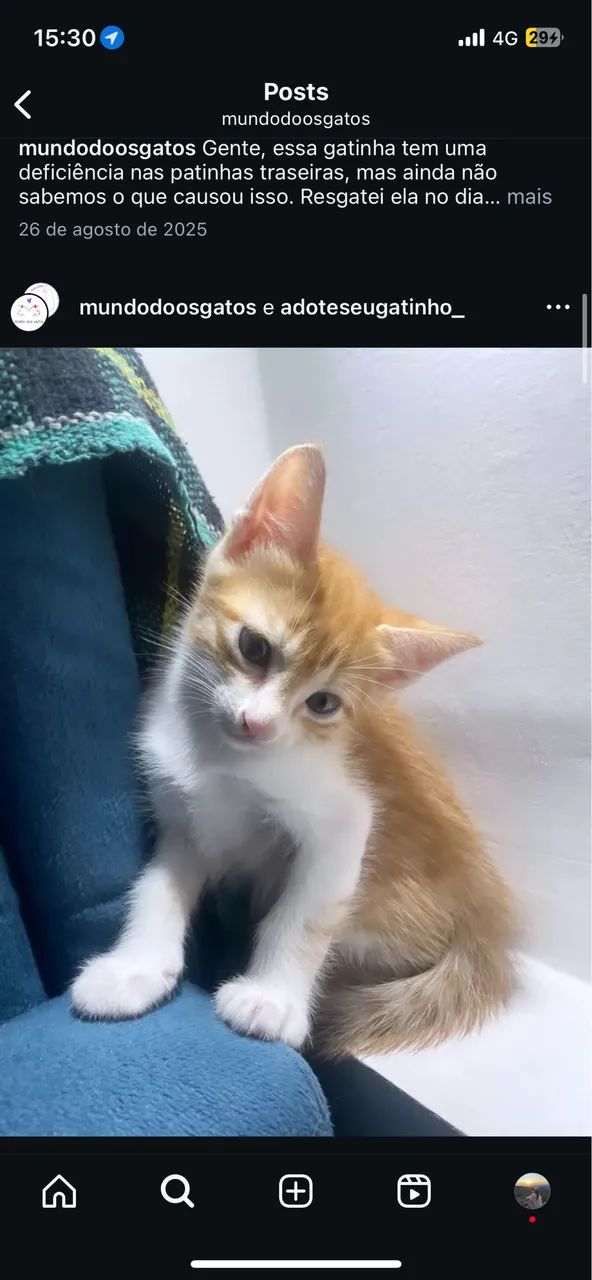 Gatinho macho - Adoção Responsável  - Foto 4