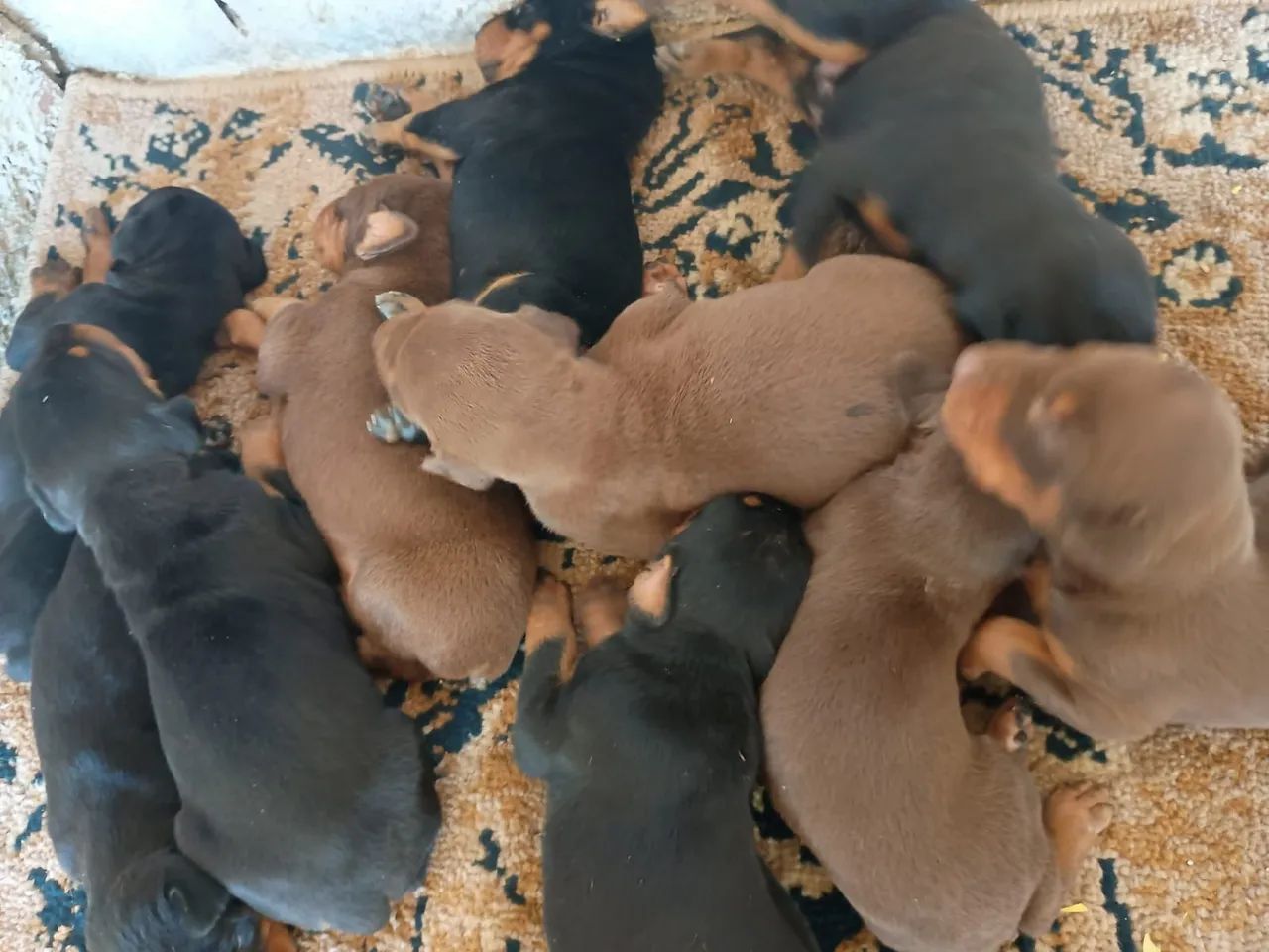 Filhotes de Doberman 