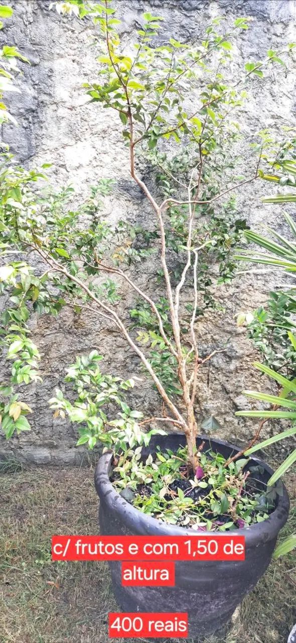 Jabuticabeiras - Foto 5