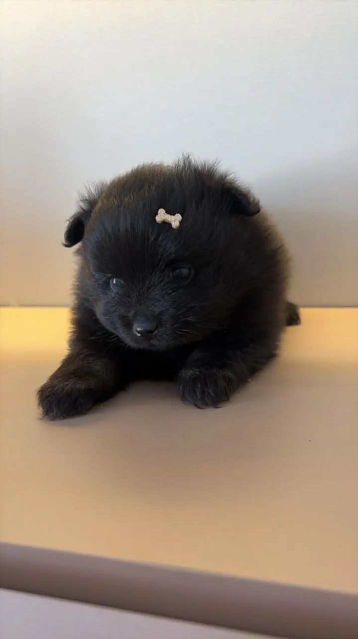Spitz alemão!!!! - Foto 3