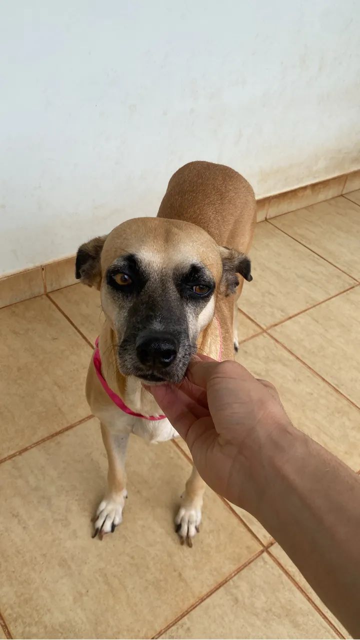 Adoção de cachorro 