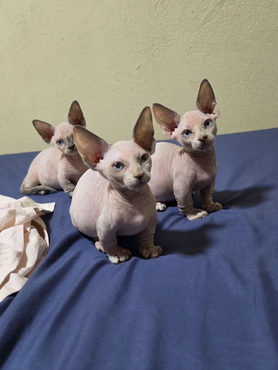 Sphynx bambina  - Foto 2