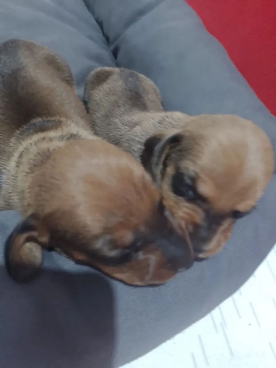 Filhotes de Dachshund 600,00  - Foto 5