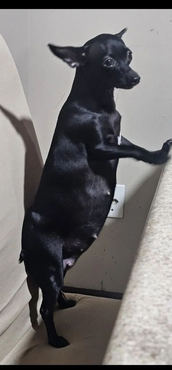 Pinscher Paulistinha - Foto 2