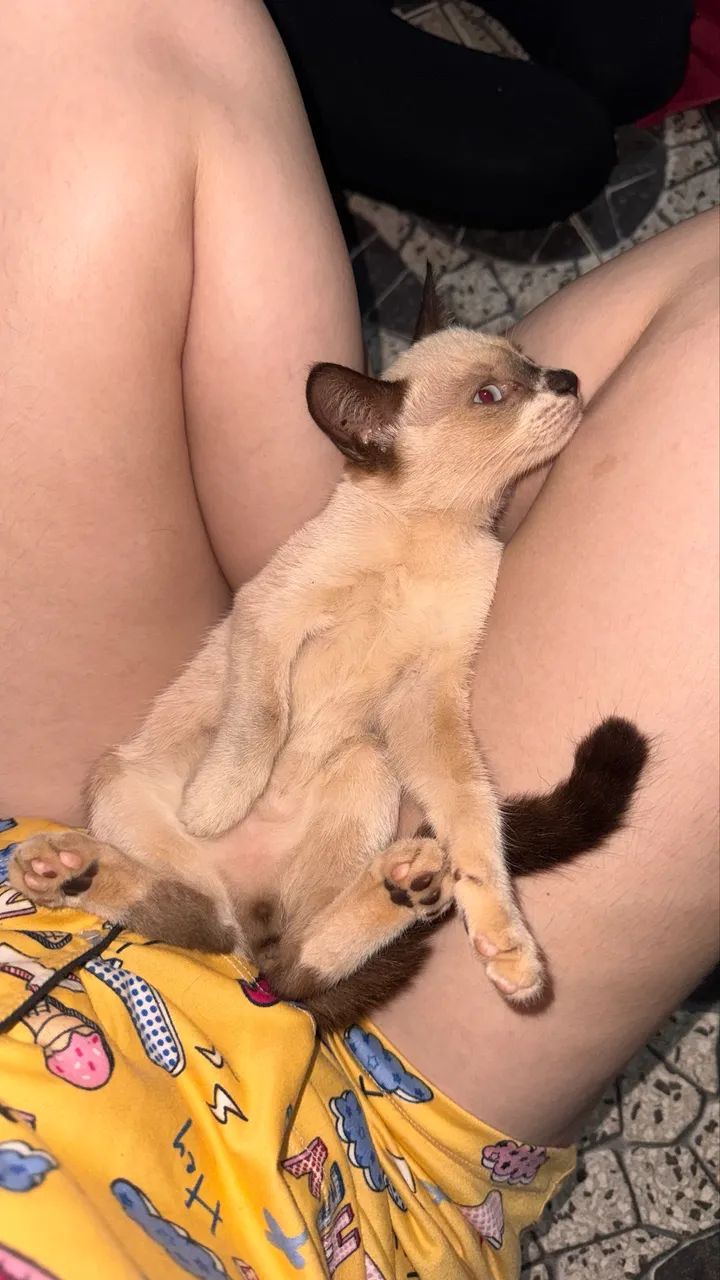 Gato macho adoção - Foto 2